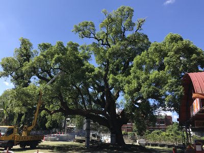 Camphor Tree