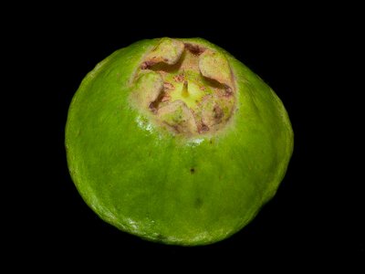 Campomanesia