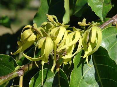 Cananga