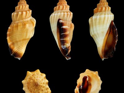 Canarium