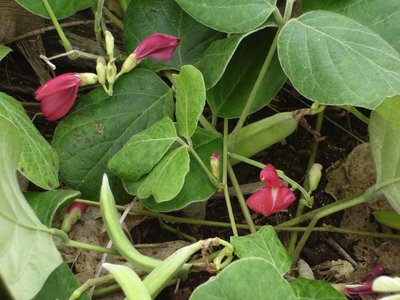 Canavalia