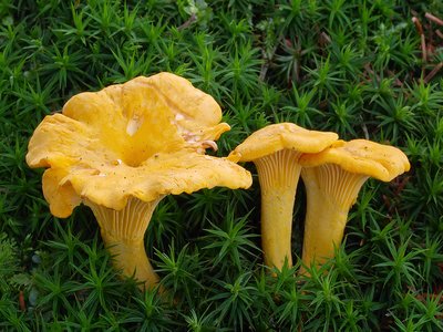Cantharellus