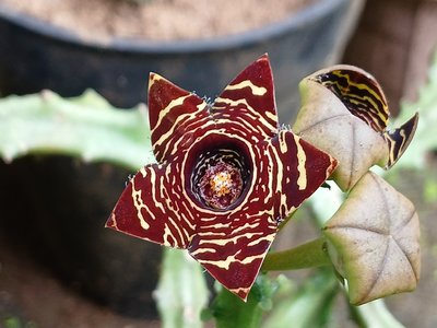 Caralluma