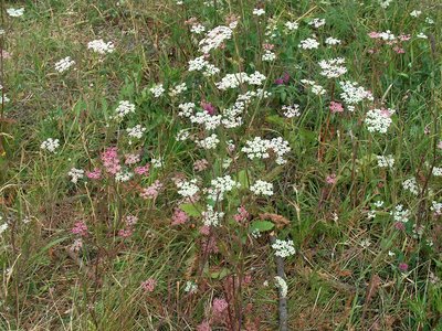 Caraway