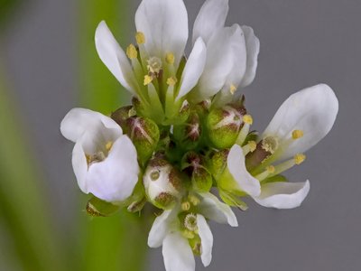 Cardamine