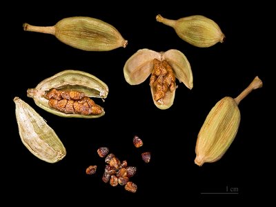 Cardamom