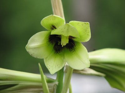 Cardiocrinum