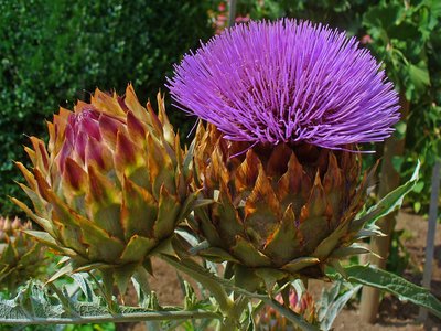 Cardoon