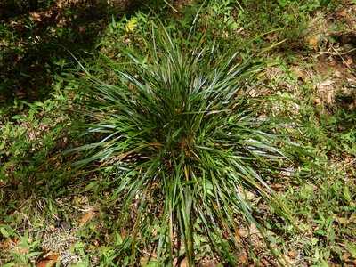 Carex