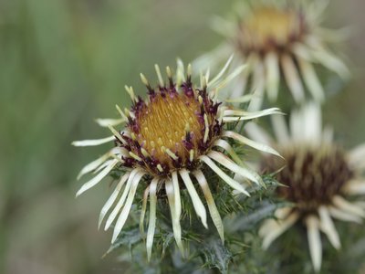 Carline Thistle