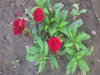 Carnation