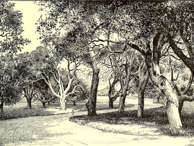 Carob Bush