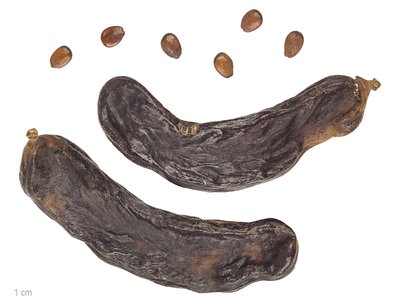 Carob