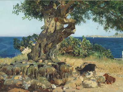 Carob Tree