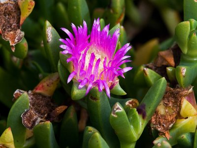 Carpobrotus