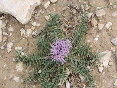 Carthamus