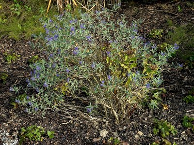 Caryopteris