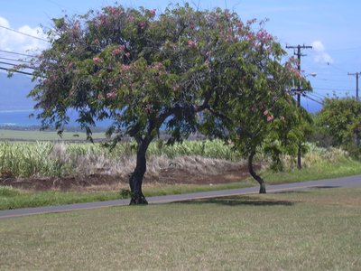 Cassia