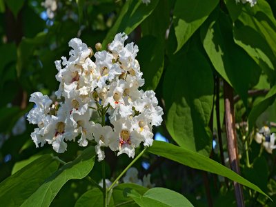 Catalpa