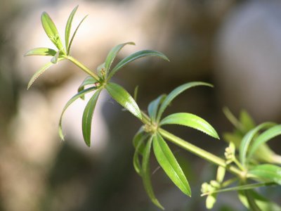 Catchweed