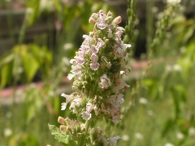 Catnip