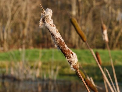 Cattail