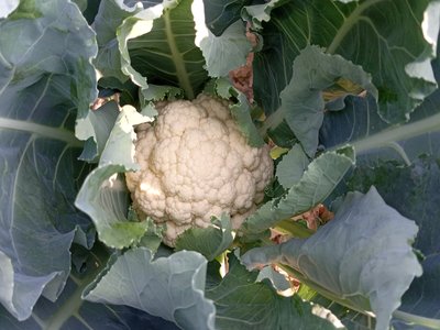 Cauliflower