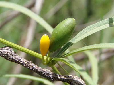 Cayaponia