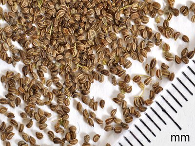 Celery Seed