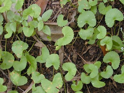 Centella