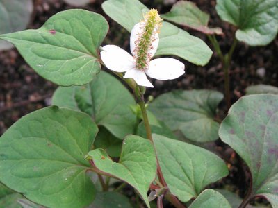 Chameleon Plant
