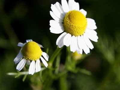 Chamomile