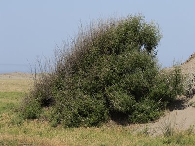 Chaste Tree