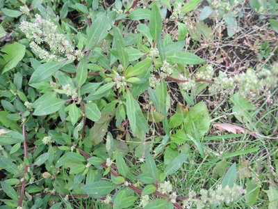 Chenopodium