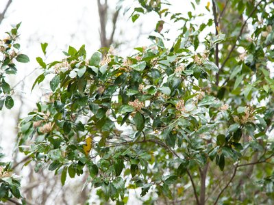 Cherry Laurel