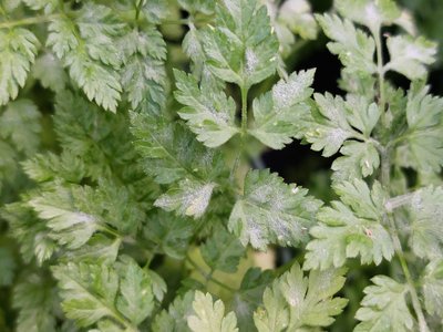 Chervil