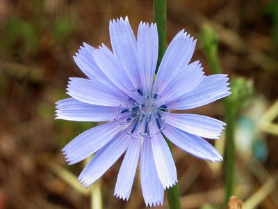 Chicory