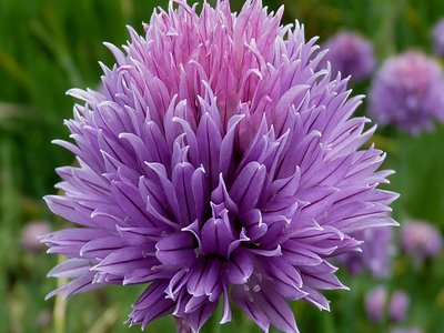 Chive