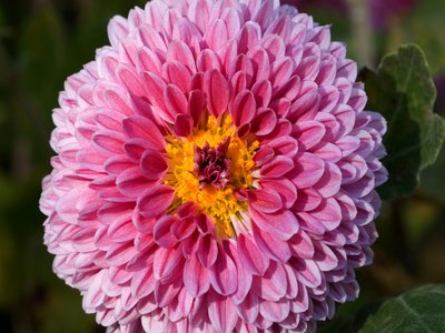 Chrysanthemum