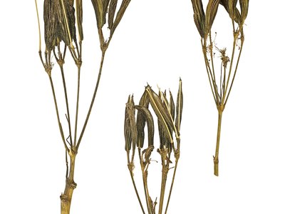 Cicely