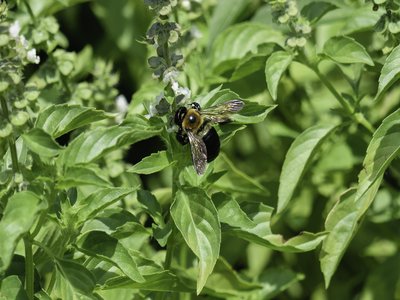 Cinnamon Basil
