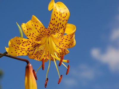 Citronella