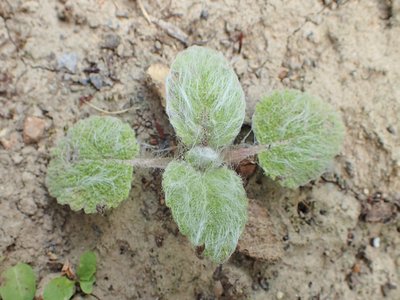 Clary Sage