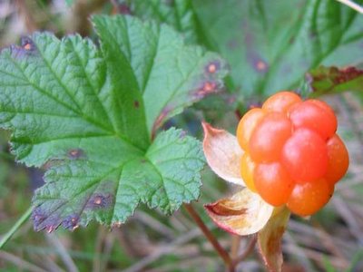 Cloudberry