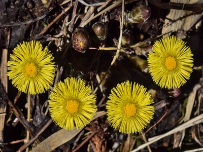 Coltsfoot