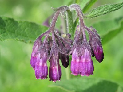 Comfrey