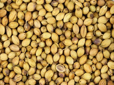 Coriander
