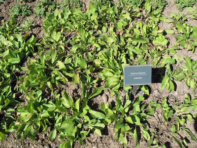 Costmary