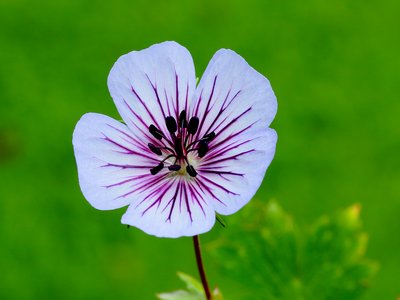 Cranesbill