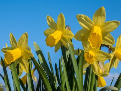 Daffodil